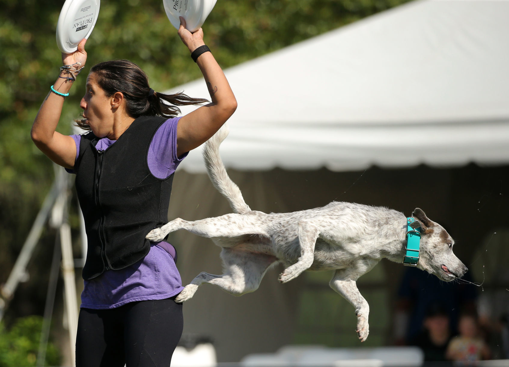 Incredible dogs compete at Purina Farms